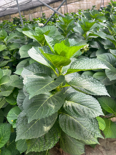 mophead hydrangea