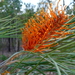 Darwin Silky Oak - Photo (c) Lorraine Phelan, some rights reserved (CC BY-NC)