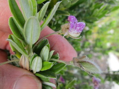 Podalyria buxifolia