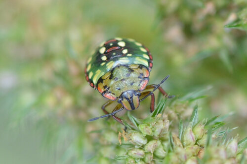 Southern Green Stink Bug