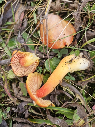 Crimson Waxcap