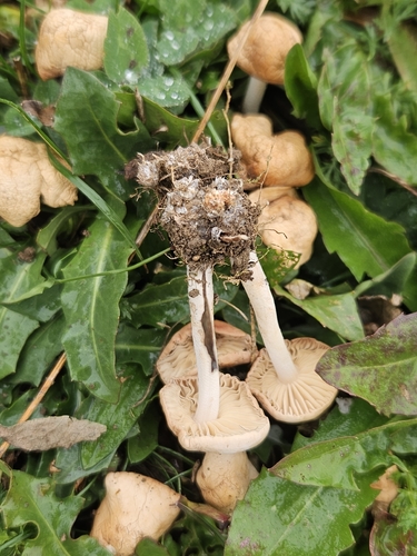 fairy ring marasmius
