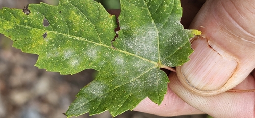Takamatsuella circinata observed 2026-10-06