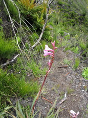Watsonia knysnana