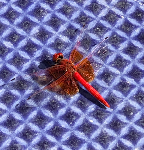 Orange-winged Dropwing