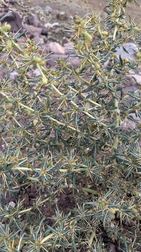 spiny cocklebur