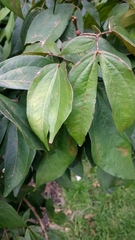 Calliandra trinervia