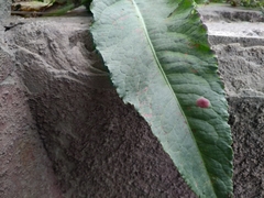 Puccinia phragmitis