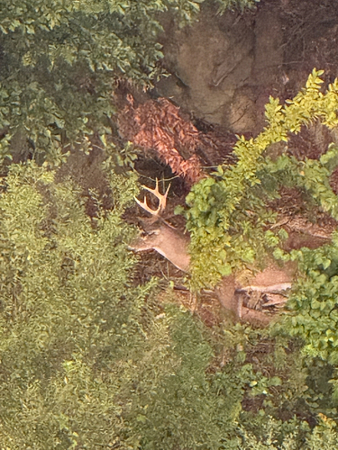 White-tailed Deer