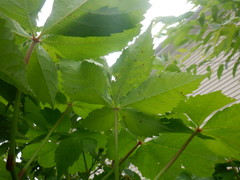 Phyllosticta parthenocissi