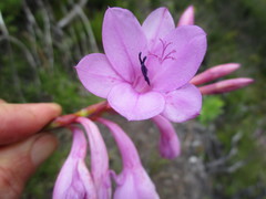 Watsonia knysnana