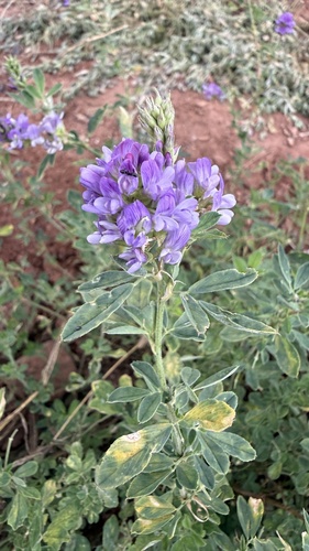 Alfalfa