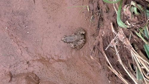 Sahara Frog