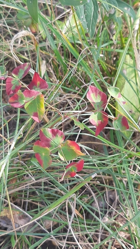 Euphorbia observed 2026-10-07