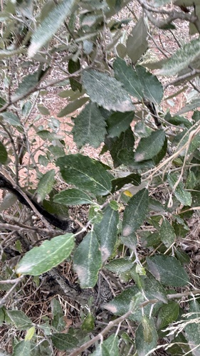 white poplar