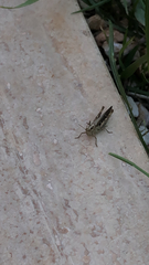 Chorthippus brunneus