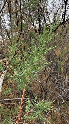 French tamarisk