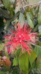 Calliandra trinervia