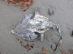 Ogcocephalidae