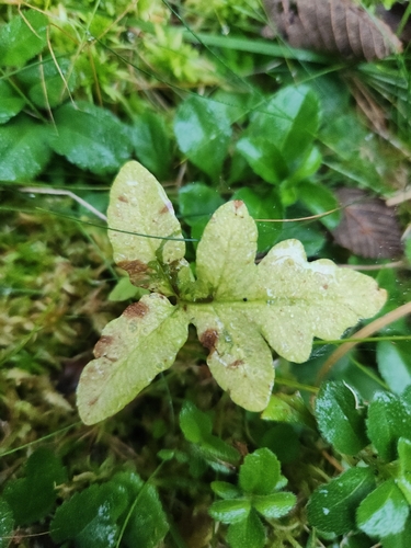 sensitive fern