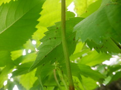 Phyllosticta parthenocissi