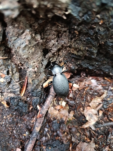 Leather Beetle, Neu-Moresnet, Kelmis, Belgium, photo 6 of 10