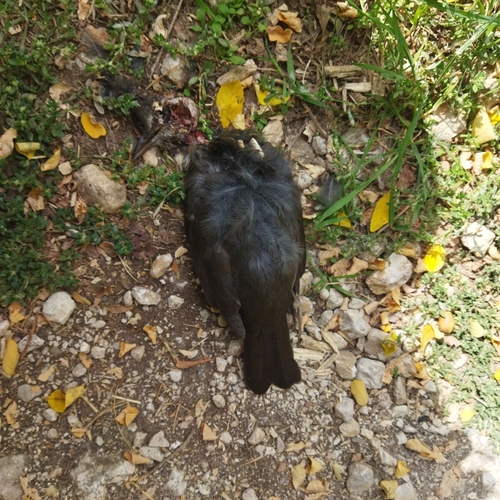 Eurasian Blackbird