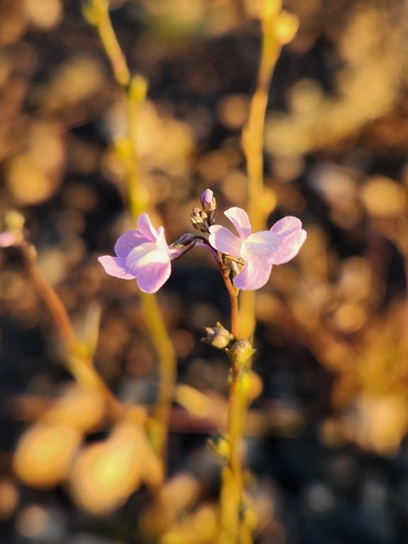 Canada toadflax