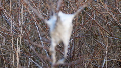 Euproctis chrysorrhoea