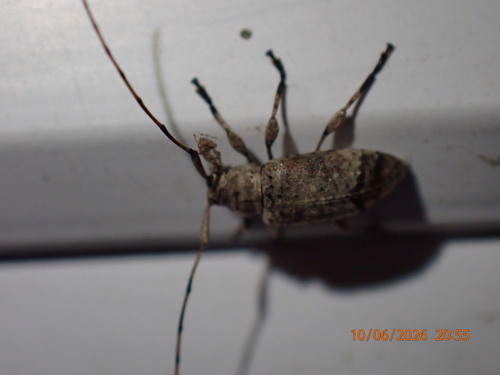 Sternidius mimeticus
