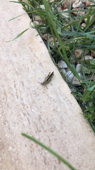 Chorthippus brunneus