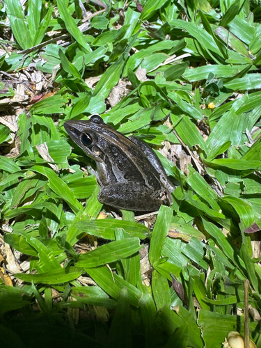 Striped Rocket Frog