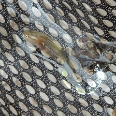 Lissotriton vulgaris