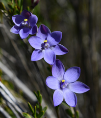 Thelymitra cornicina