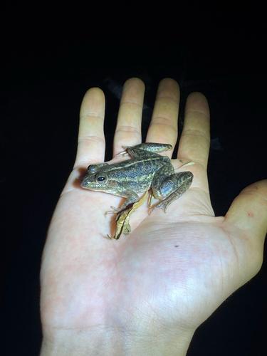 Dahl's Aquatic Frog