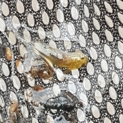 Lissotriton vulgaris