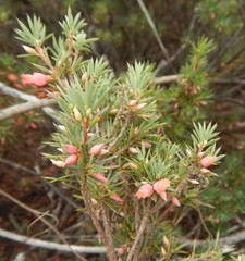 Brachyloma ericoides