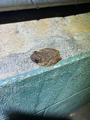Western Laughing Tree Frog