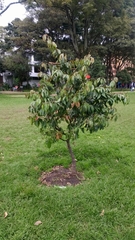 Calliandra trinervia