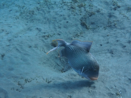 Pseudobalistes flavimarginatus observed 2026-10-06