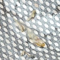 Lissotriton vulgaris