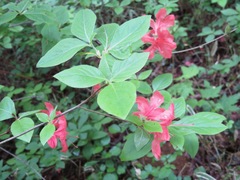 Rhododendron kaempferi