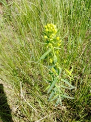 Euphorbia virgata