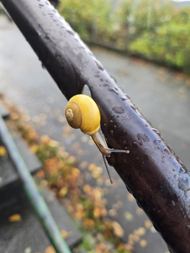 White-lipped Snail