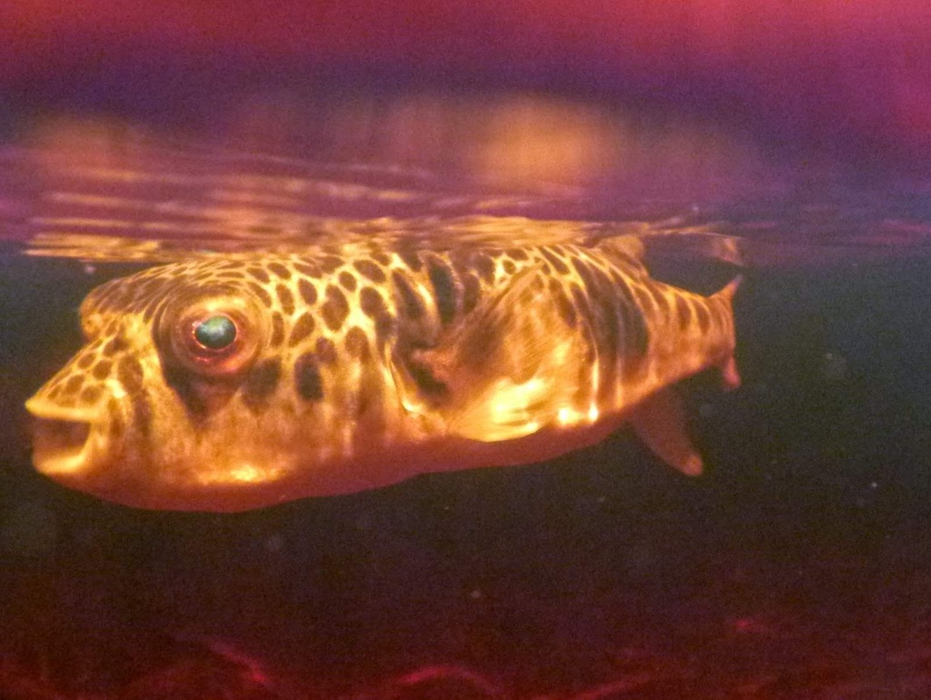 Smooth toadfish (Tetractenos glaber) — Tetraodontidae