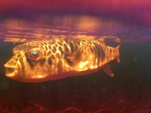 Smooth toadfish (Tetractenos glaber) — Tetraodontidae