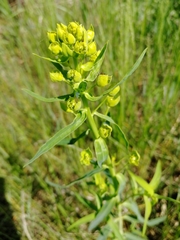 Euphorbia virgata