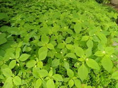 Impatiens parviflora