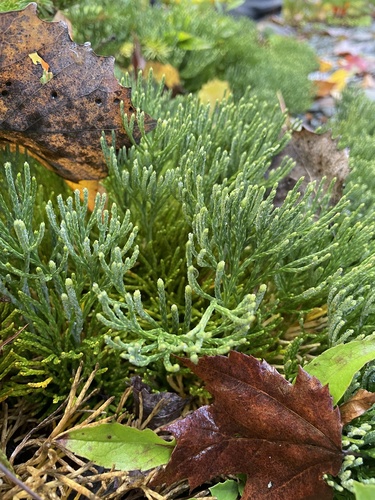 Diphasiastrum tristachyum, 2026-10-06