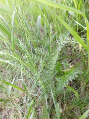 Achillea millefolium